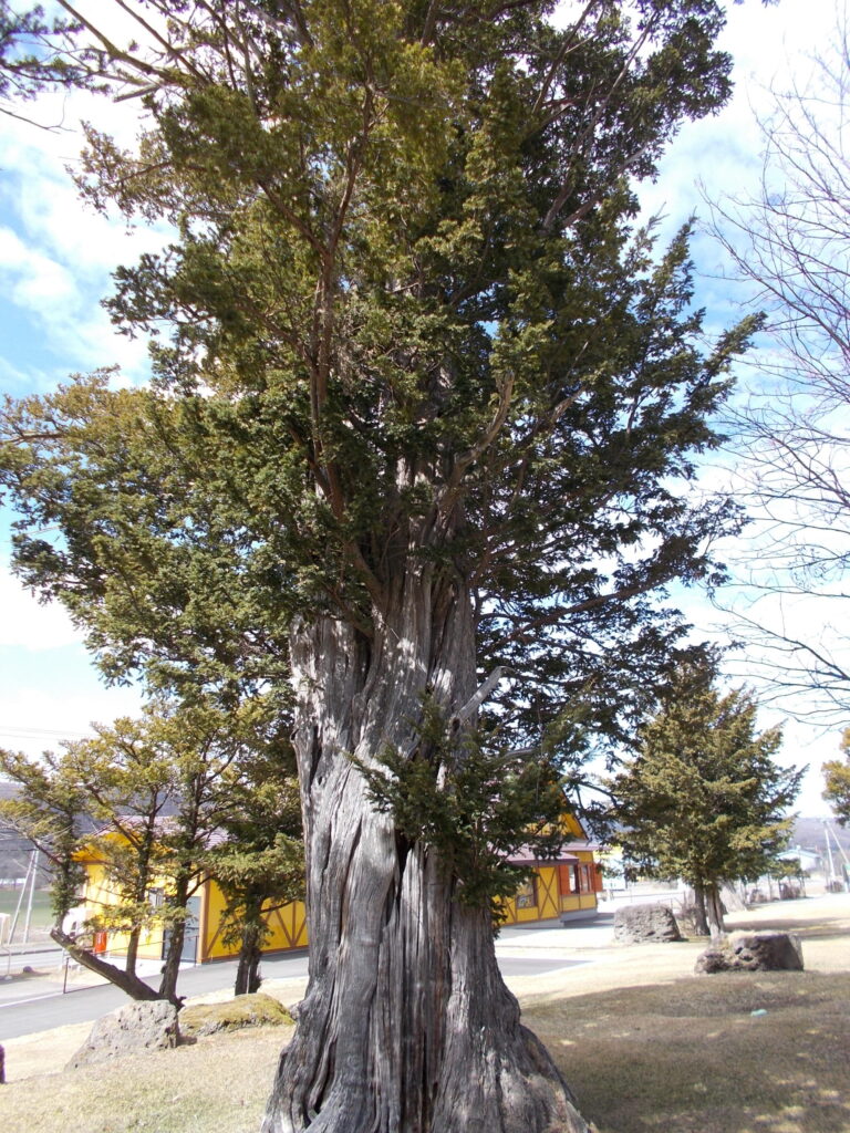 津別21世紀の森イチイの木１