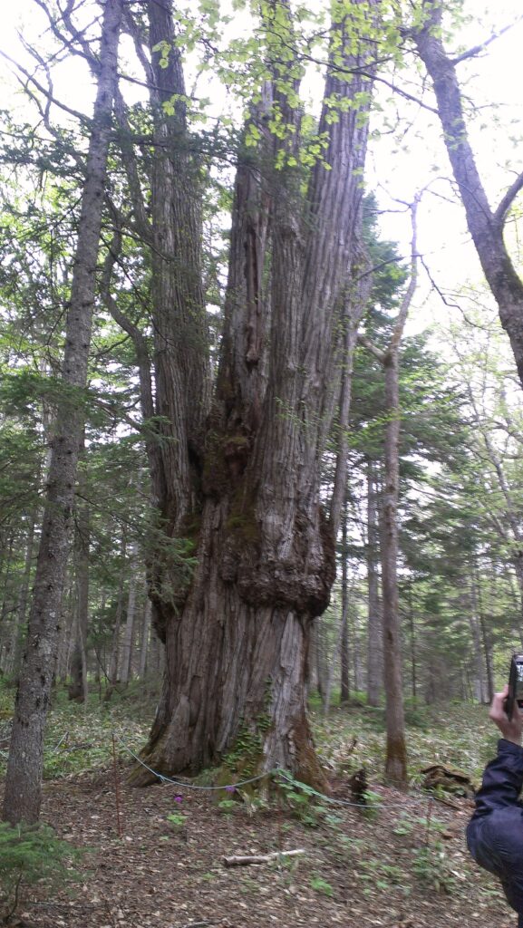 光の森　カツラの巨木