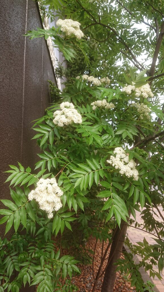 夏、ナナカマドの花２
