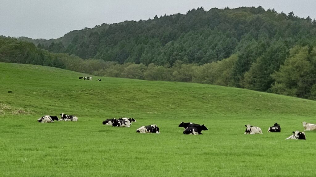 牧場でのんびりする牛たち